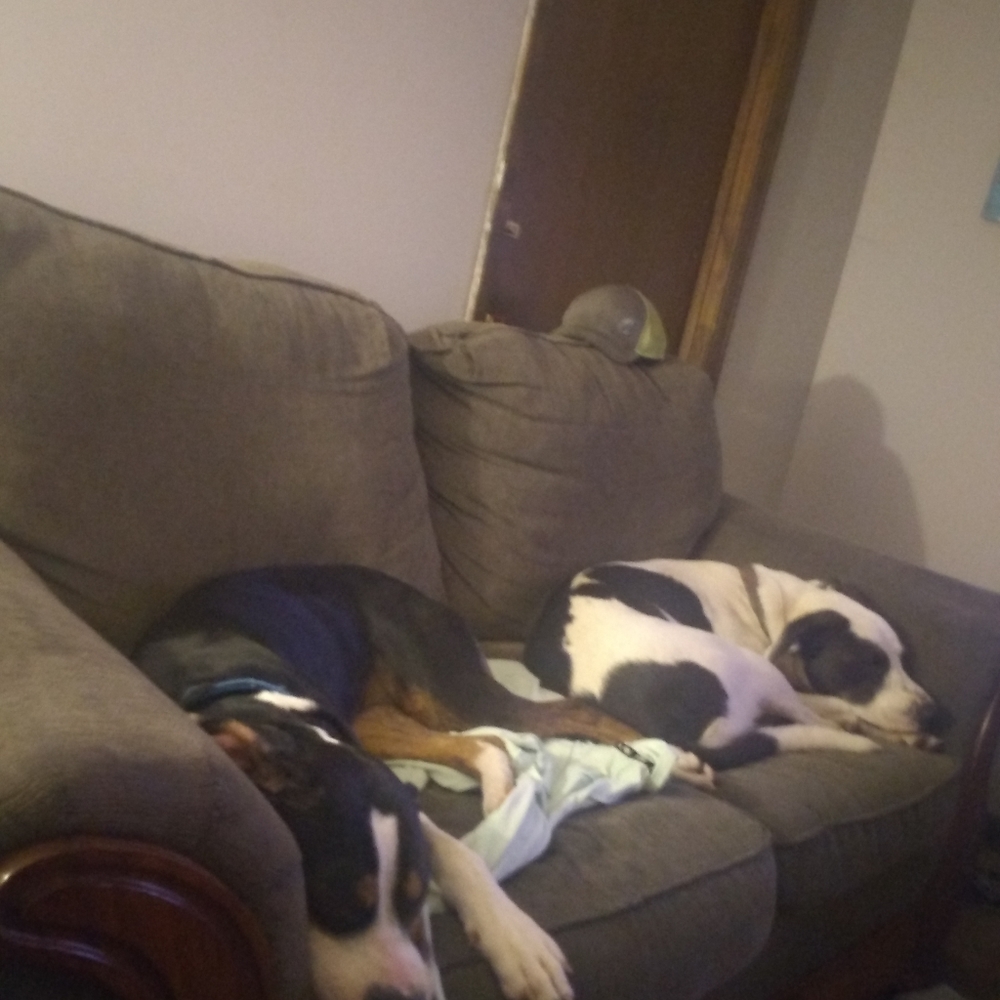 Dog owner